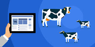 Cattle Management System